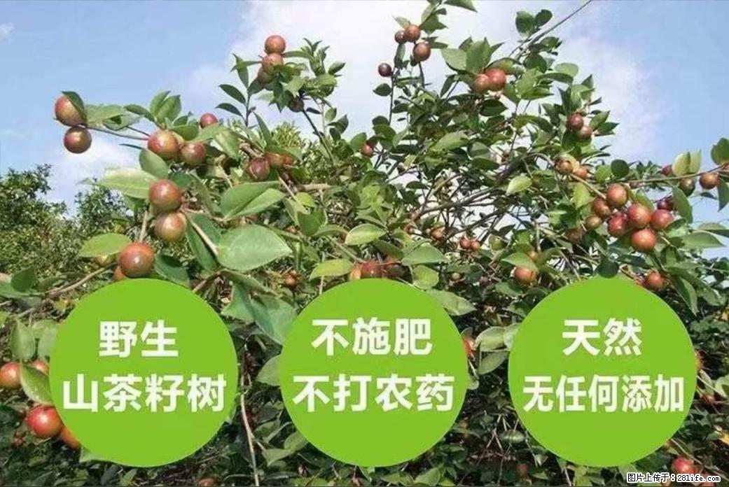 【灌阳县油茶产业示范区】一个有着充实的精神生活的人,对待身外之物自会有一种淡泊的态度 - 美食天地 - 淮北生活社区 - 淮北28生活网 huaibei.28life.com