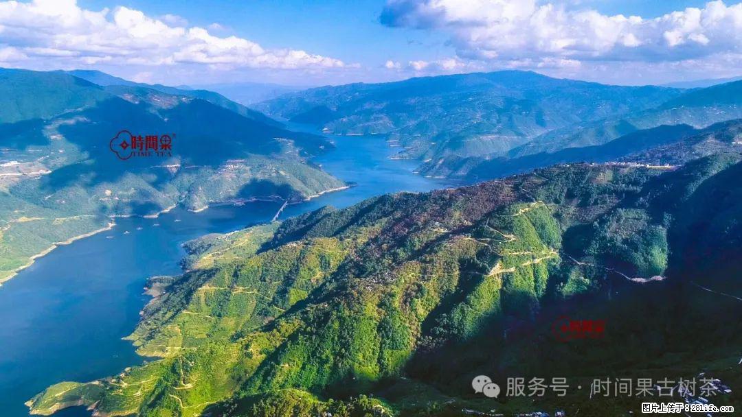 时间果百年古树龙珠普洱生茶 - 购物交流 - 淮北生活社区 - 淮北28生活网 huaibei.28life.com