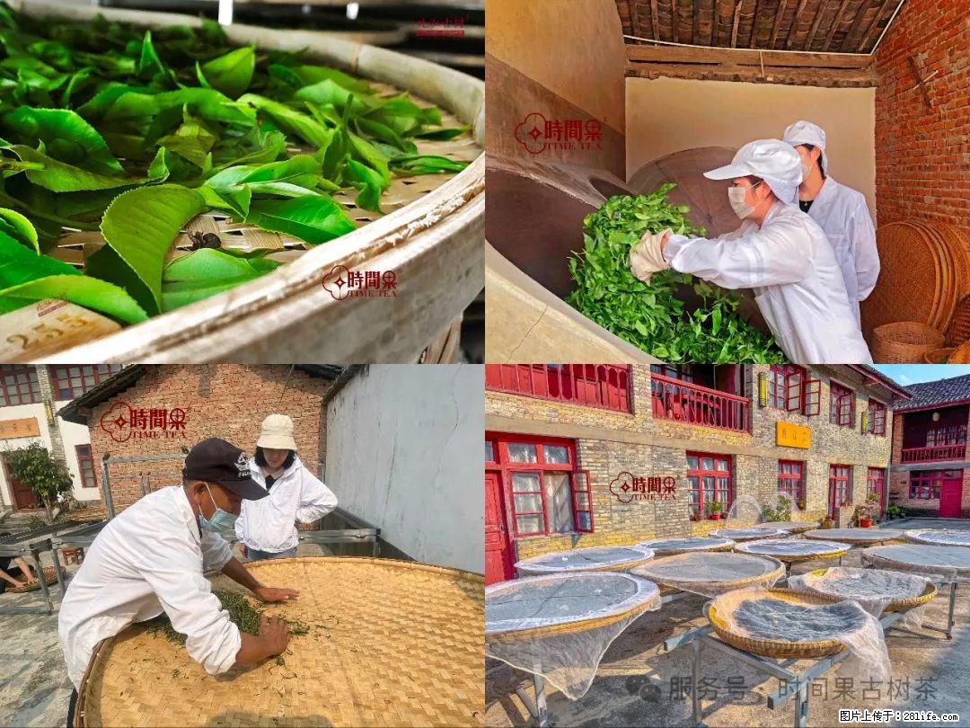 时间果百年古树龙珠普洱生茶 - 购物交流 - 淮北生活社区 - 淮北28生活网 huaibei.28life.com