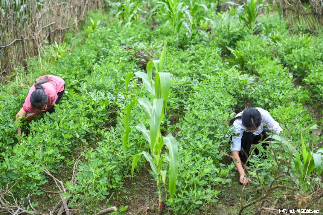 全网追的“扁担女孩”，找了一份暑假工，时薪12元 - 淮北生活资讯 - 淮北28生活网 huaibei.28life.com