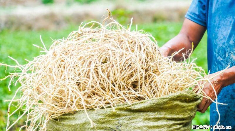 堪称“最难吃”的蔬菜，却是 “抗辐射神器”，还能护肺、清热、止咳化痰！ - 淮北生活资讯 - 淮北28生活网 huaibei.28life.com