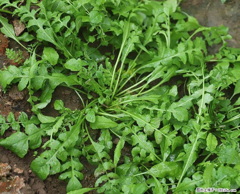 这些蔬菜是“天然钙片”，这6种被医生重点推荐 - 淮北生活资讯 - 淮北28生活网 huaibei.28life.com