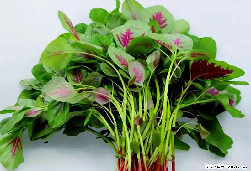 这些蔬菜是“天然钙片”，这6种被医生重点推荐 - 淮北生活资讯 - 淮北28生活网 huaibei.28life.com