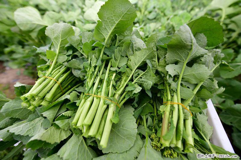 这些蔬菜是“天然钙片”，这6种被医生重点推荐 - 淮北生活资讯 - 淮北28生活网 huaibei.28life.com